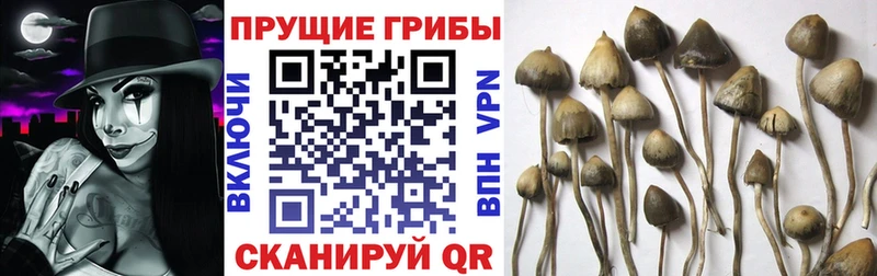 купить наркотик  МЕГА как войти  Псилоцибиновые грибы прущие грибы  Усть-Лабинск 